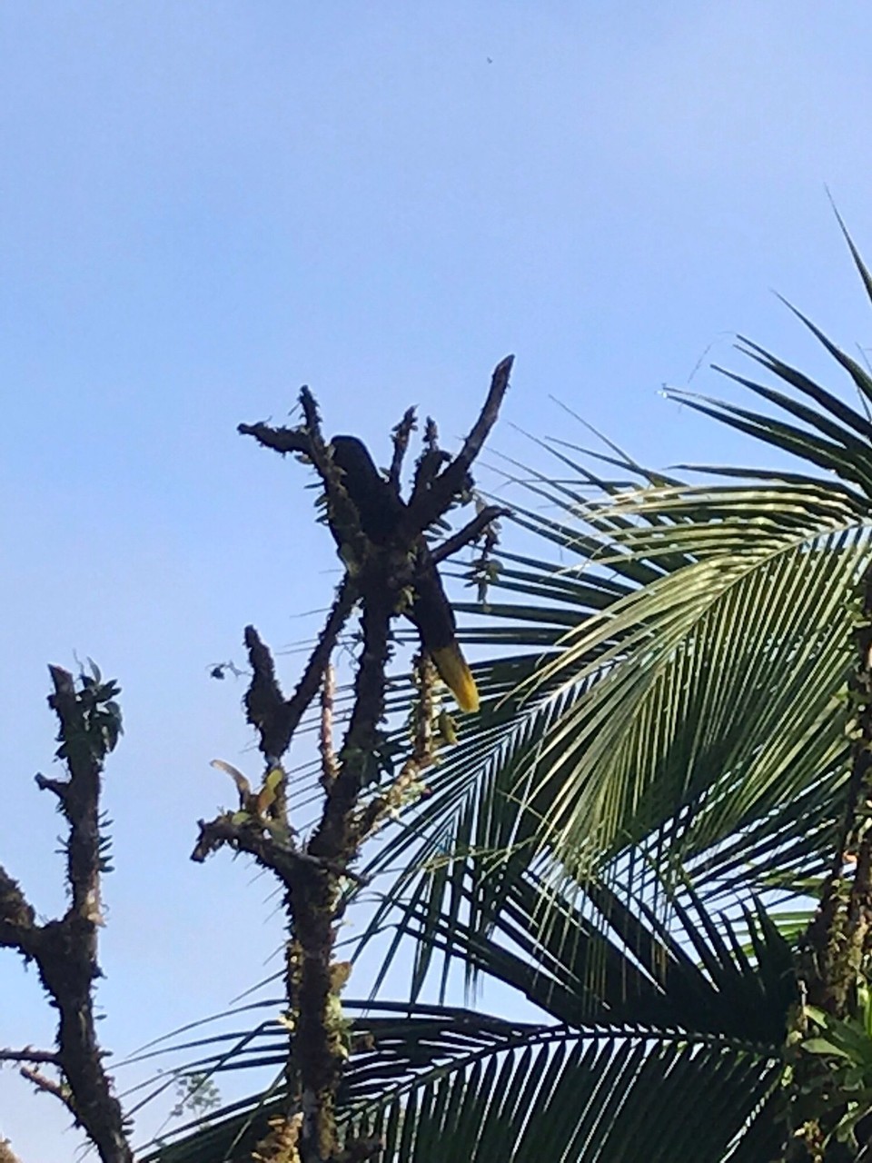 Costa Rica - San Carlos - 