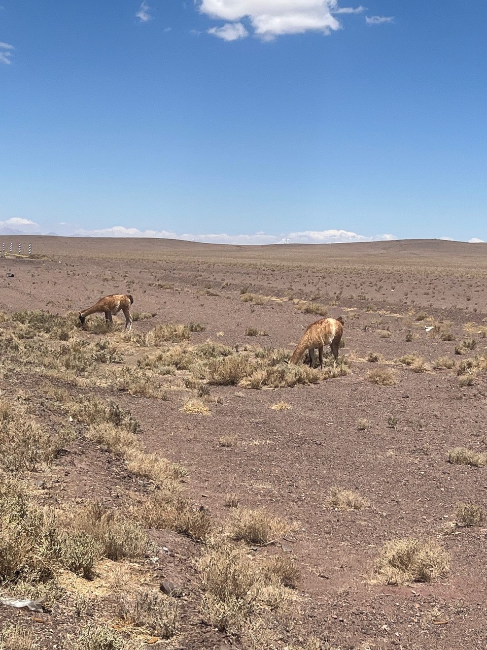Chile - Atacama Desert - 