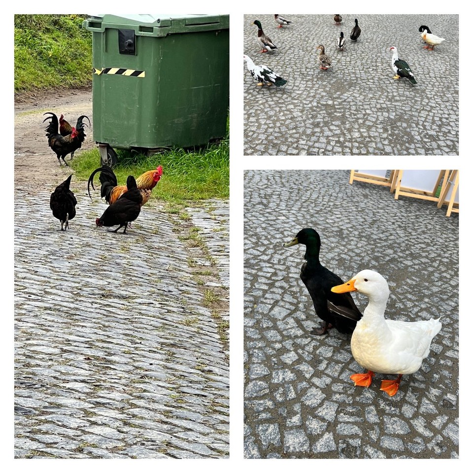 Portugal - Ponta Delgada - Ein Teil der Tierwelt