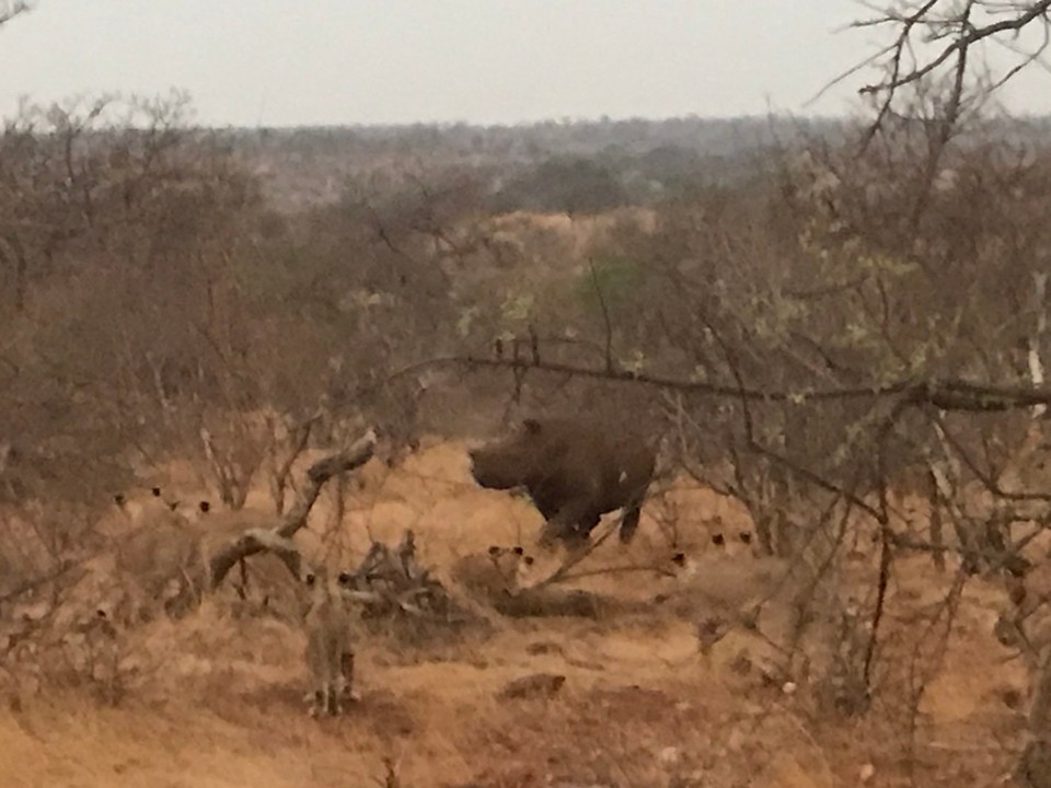 Südafrika -  - 