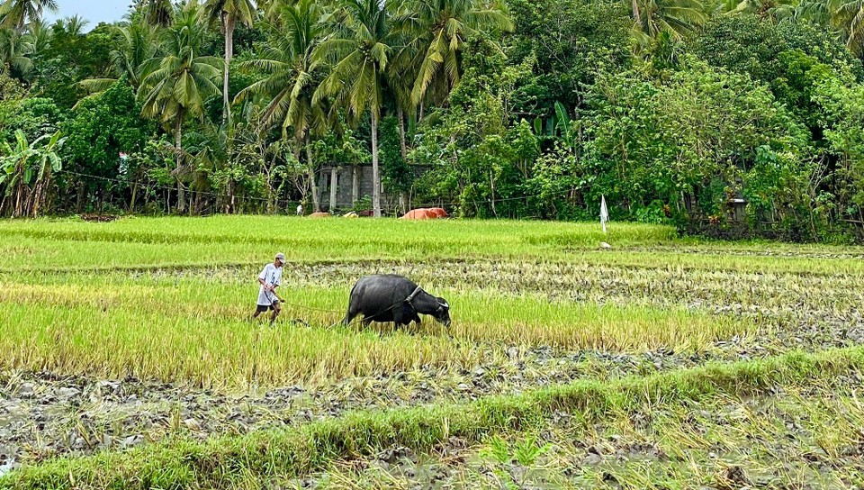 Philippinen - Donsol - 