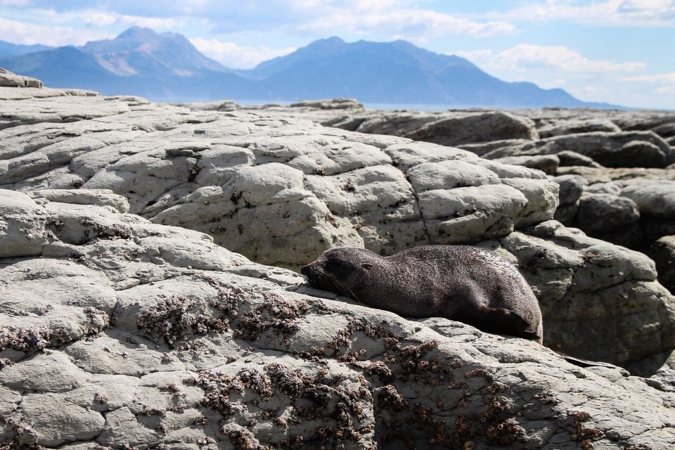 Neuseeland - Kaikoura Peninsula - 