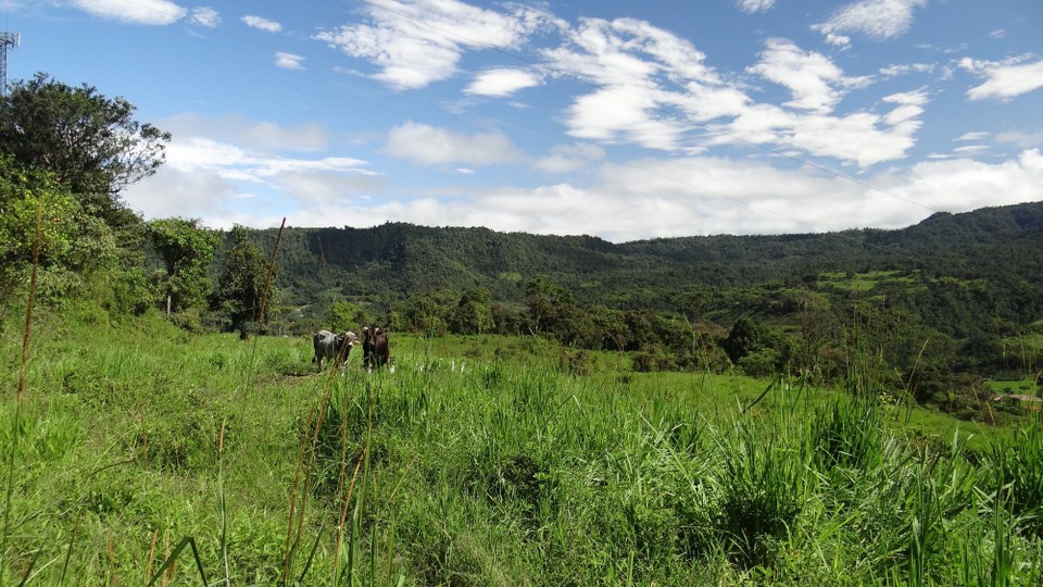 Ecuador - Mindo Valley - Cows and egrets