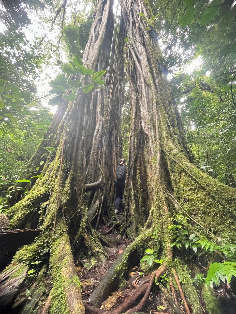 Panama -  - Der Big Tree macht seinem Namen alle Ehre - man kann sogar durch ihn hindurch gehen 🌳 