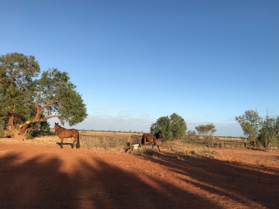 Australien - Exmouth - Mit freilaufenden Pferden
