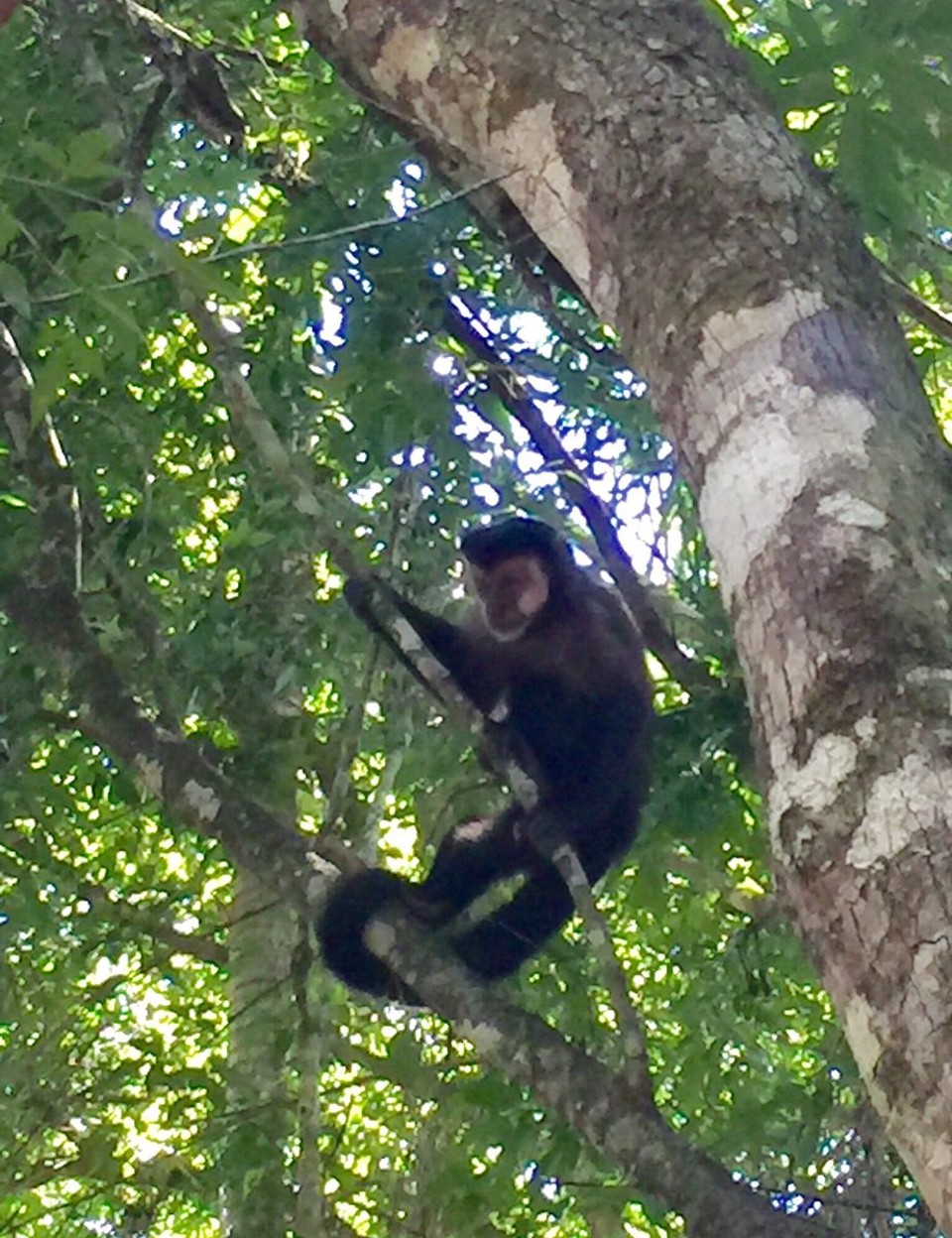 Argentinien - Iguazú - Besucher im Dschungel