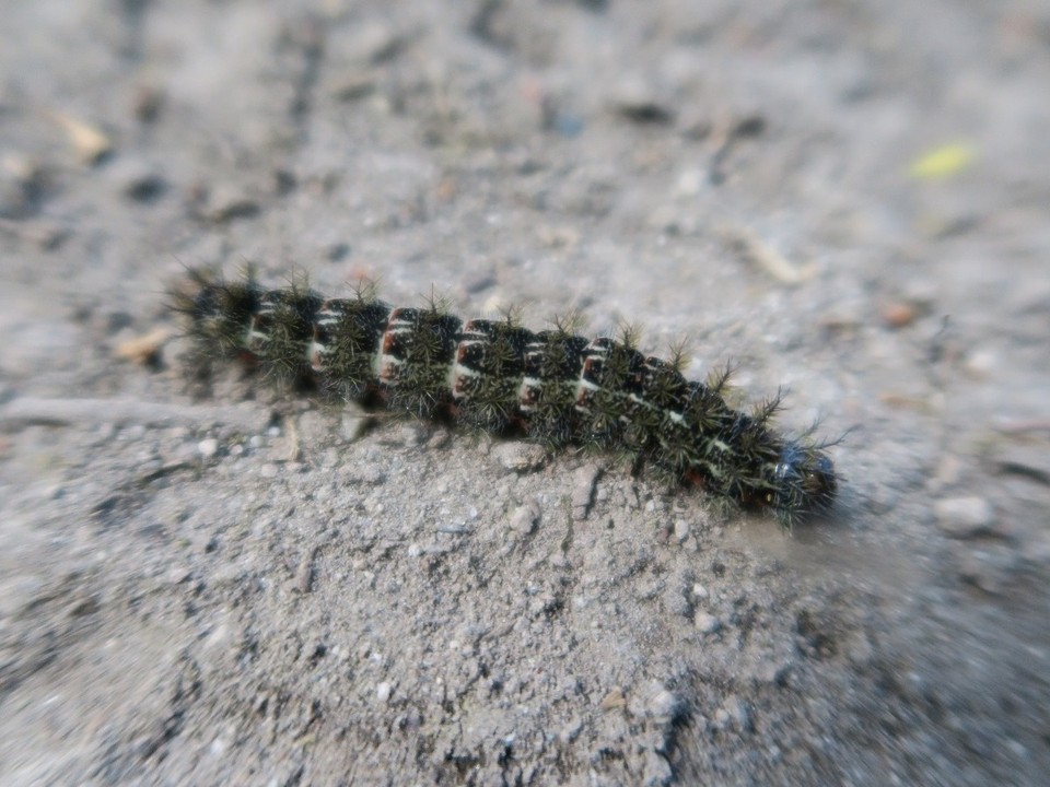 Argentina - El Chaltén - Charmante bete velue, une chenille. Il y en a des milliers et une a eu la bonne idee de se glisser dans mon col....ca pique / brule comme une meduse...!