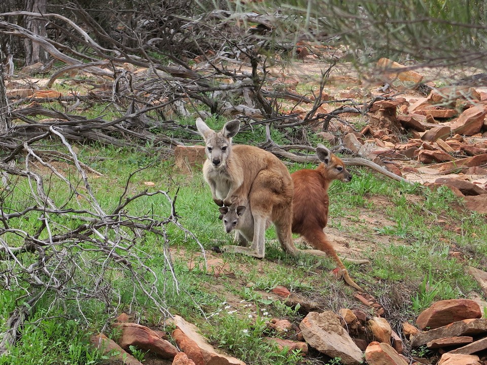 Australia - Kalbarri - Black footed walabis