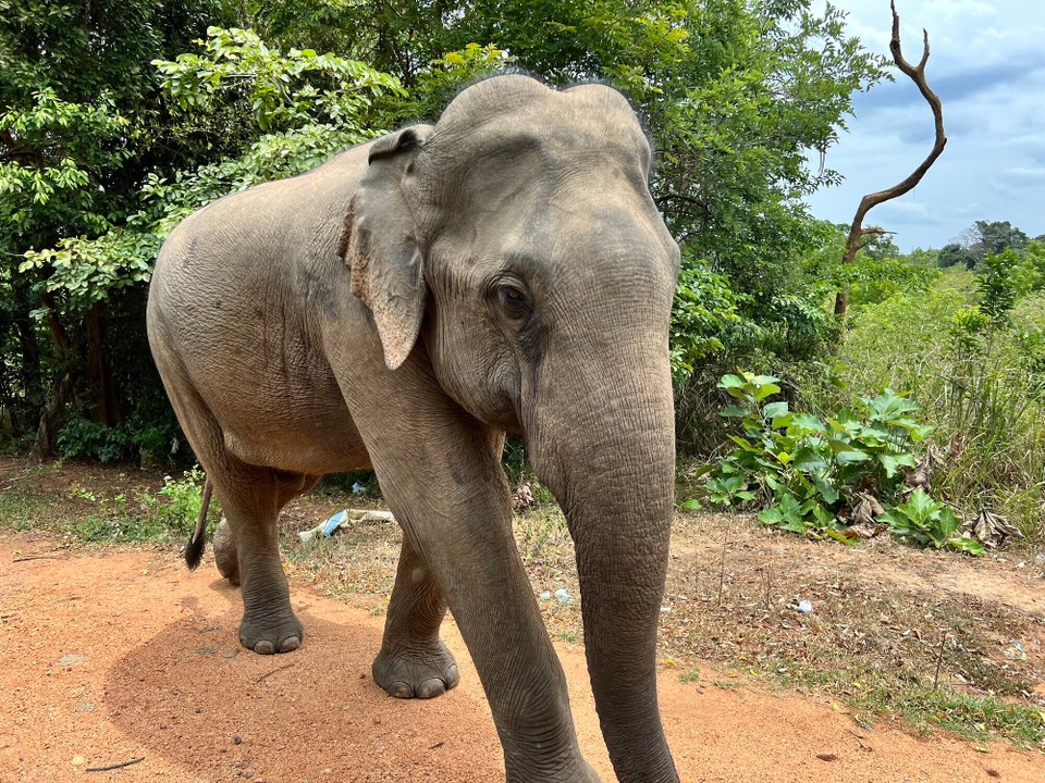 Sri Lanka -  - Diesen Elefanten haben wir auf dem Weg zum Nationalpark getroffen, er ist seelenruhig an der Straße entlang getrottet 🐘