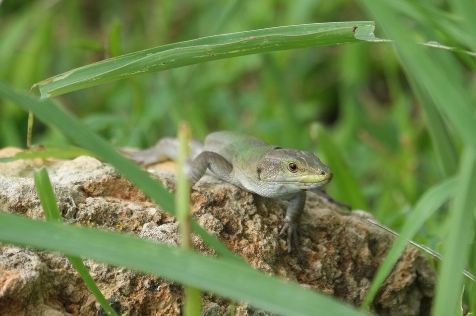  - Italien, Avola - Überall raschelt es im Gras. Meistens sind es Eidechsen.