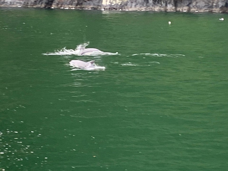 Neuseeland - Milford Sound - Wir haben bei unserer Schiffstour durch den Fjörd eine Delphinschule gesehen 