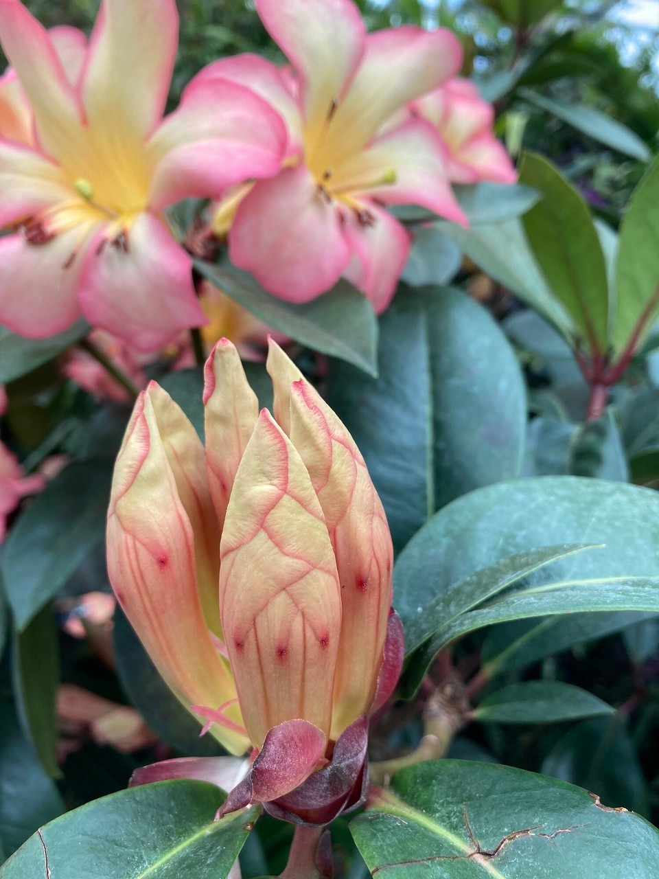 Singapur - Singapur - 