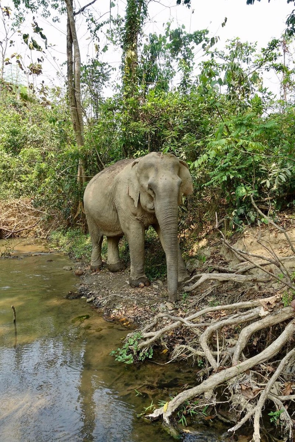 Laos - Luang Prabang - 