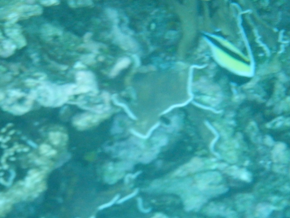 Indonesia - Kabupaten Wakatobi - 