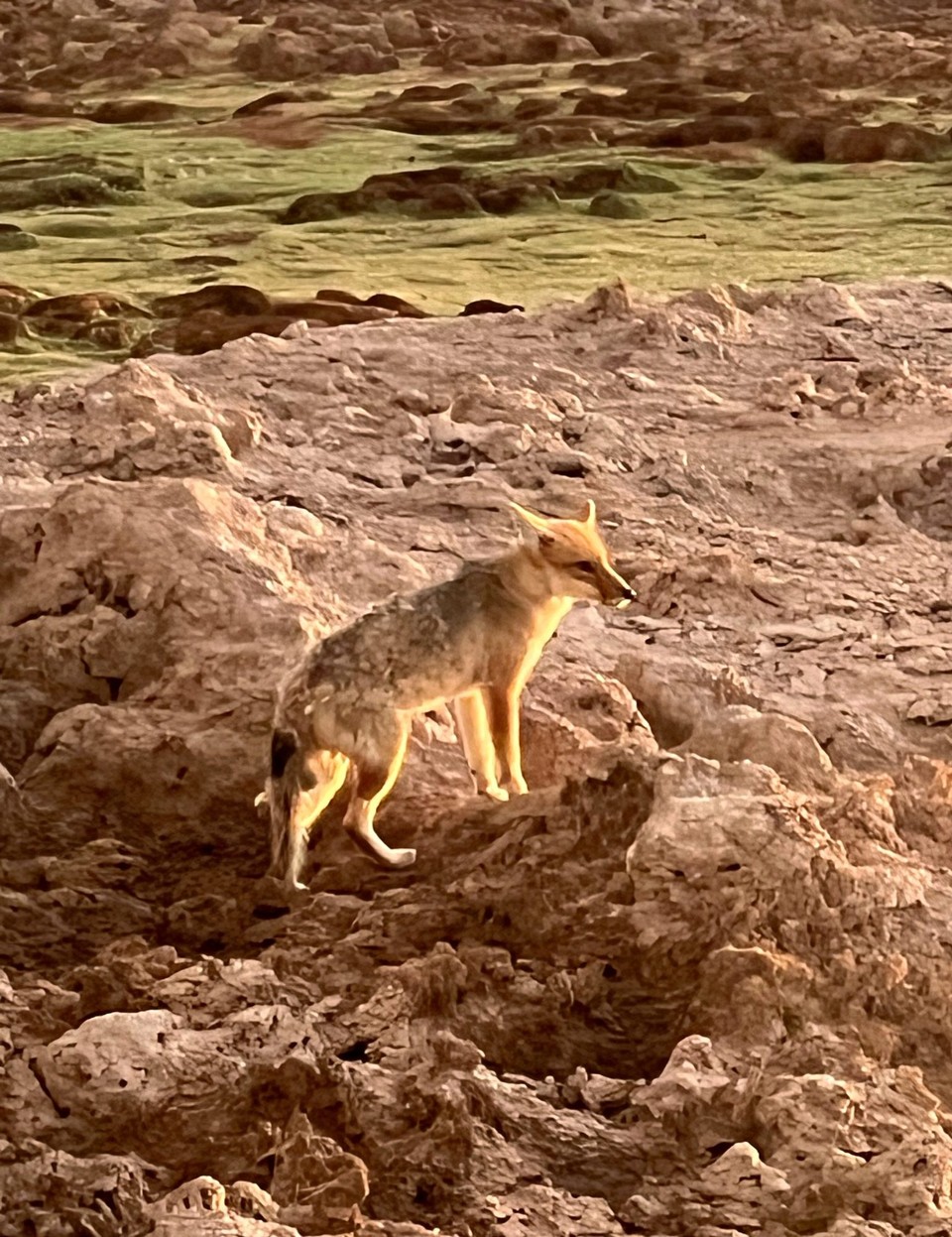 Chile - Atacama Desert - Culpeo fox at sunset