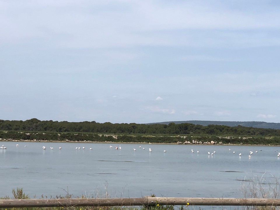 Frankreich - Saintes-Maries-de-la-Mer - Das erste mal sah ich wild lebende Flamingos!