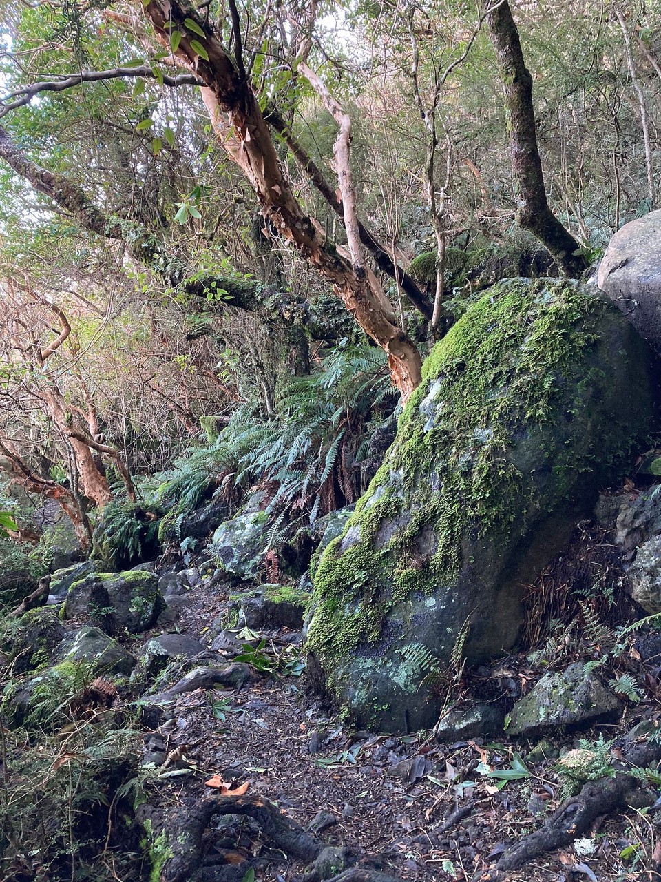 Neuseeland - Governors Bay - 