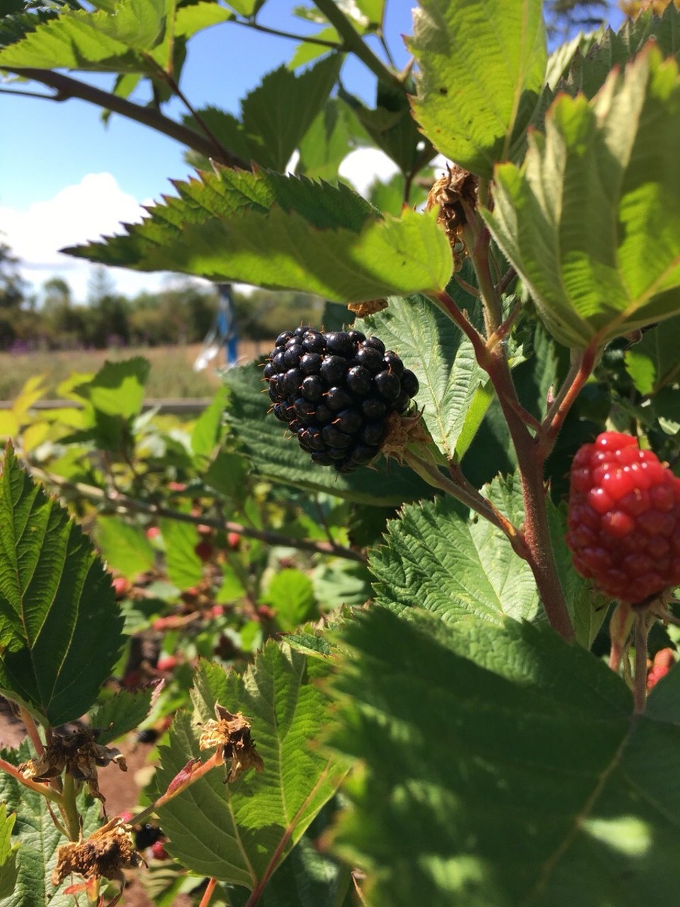 Kanada - Central Saanich - Aber für solche Brombeeren wird man gerne erschreckt 