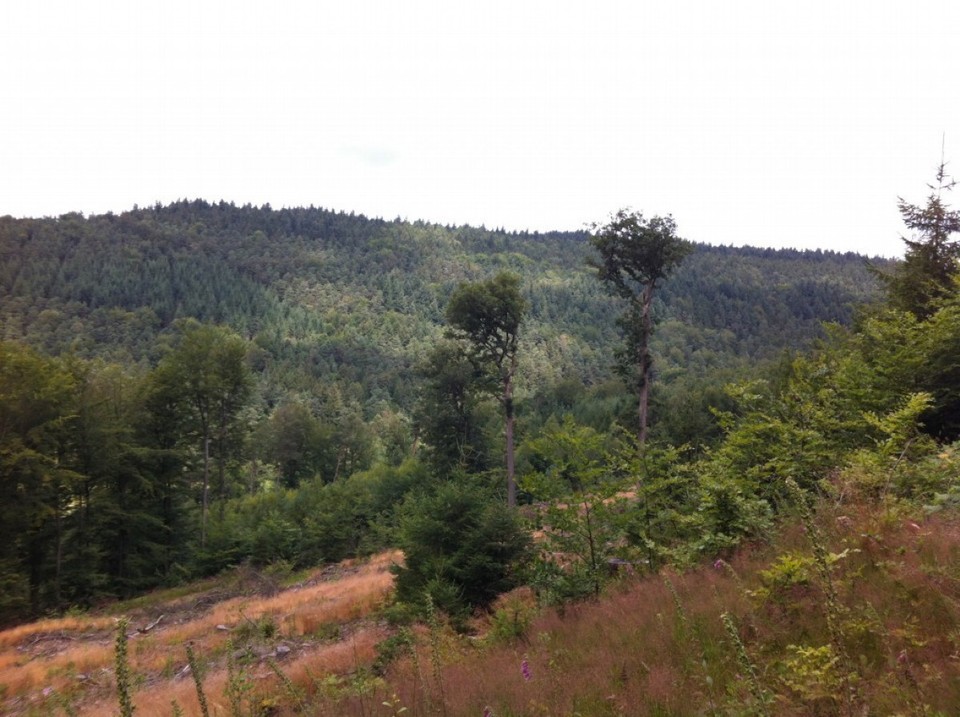 Deutschland - Buchen (Odenwald) - 
