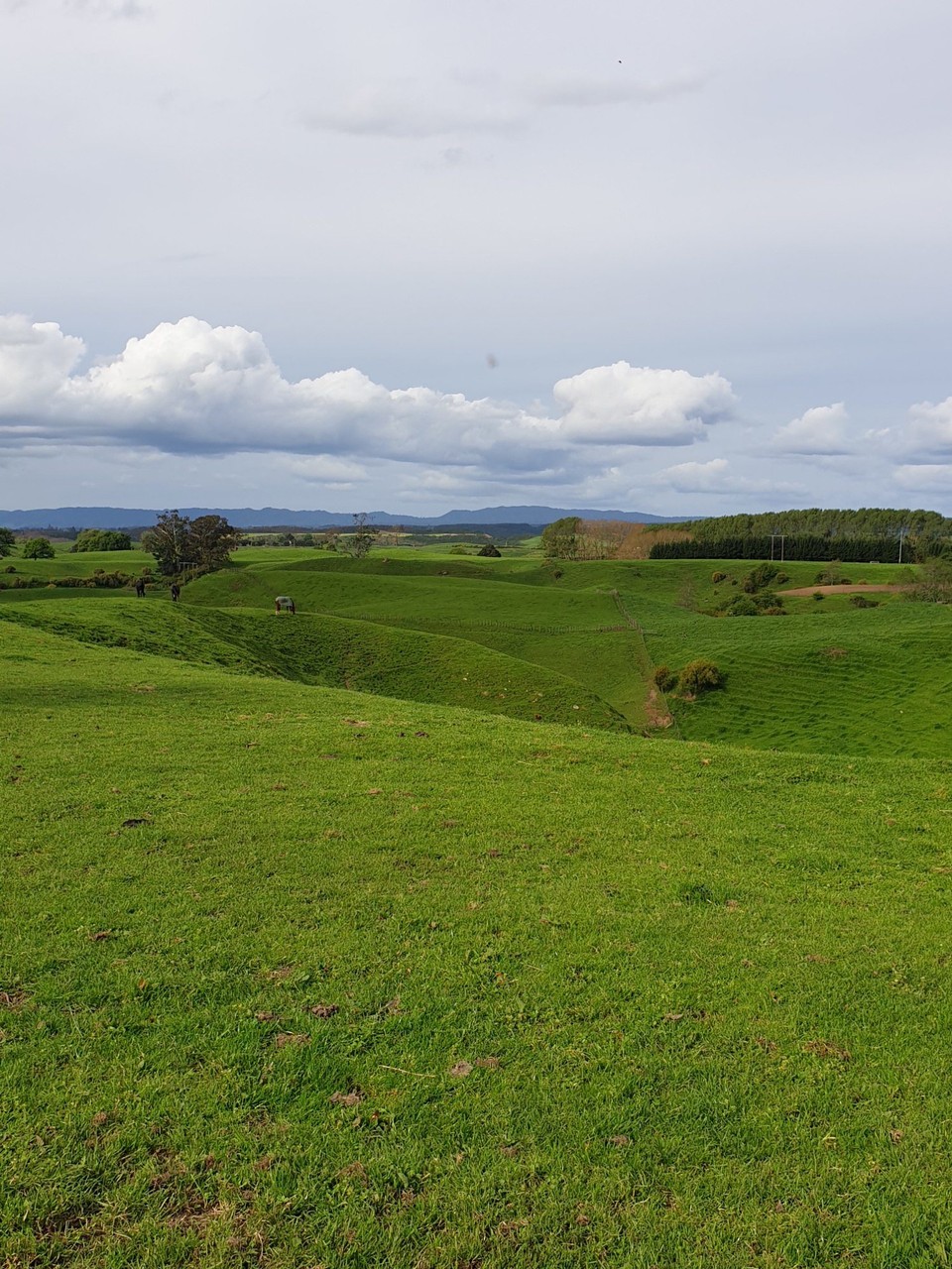 Neuseeland - Putaruru - 