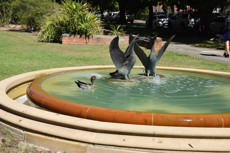 Australien - Yamba - Auch dem Vogel ists hier zu heiß!