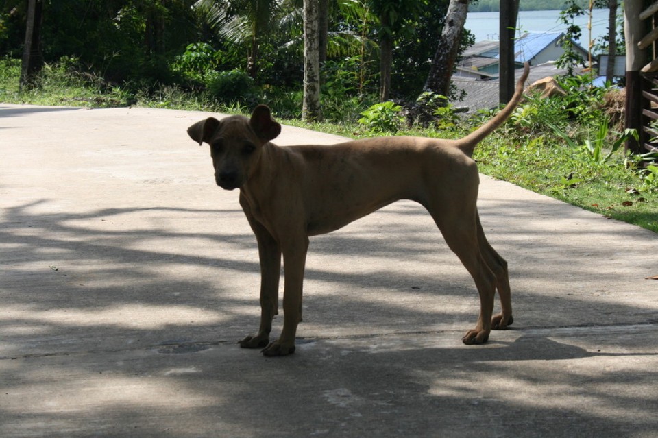 Thailand - Ko Kut - 