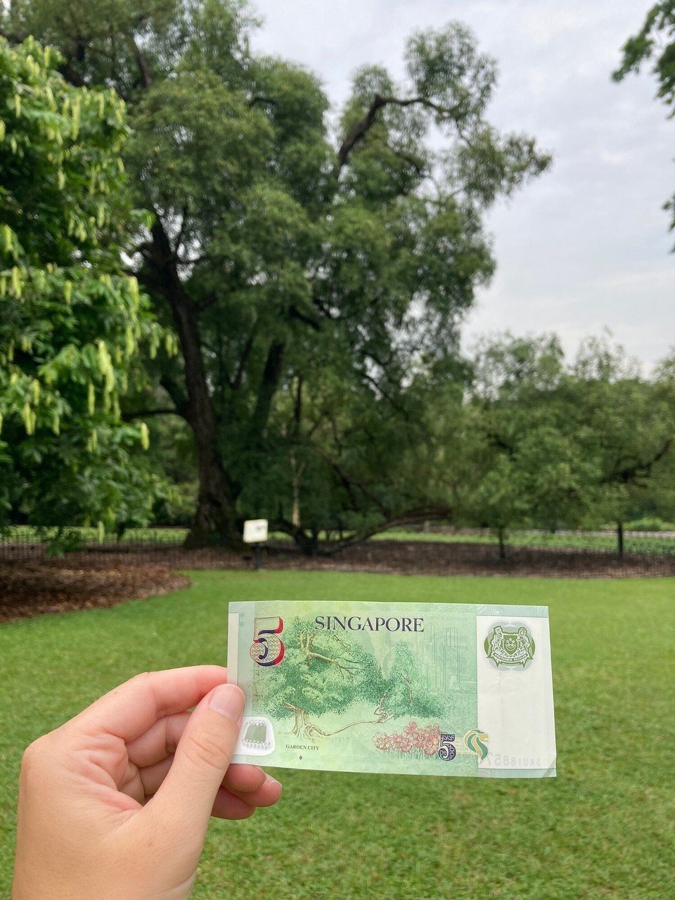Singapur - Singapur - Hab ich doch den Baum auf der 5$ Note im botanischen Garten entdeckt 😃