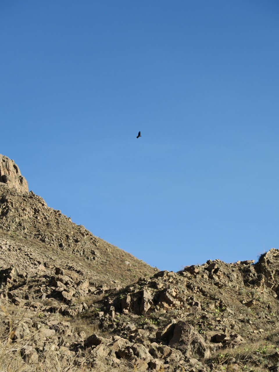 Peru - Cabanaconde District - ils volent haut et de préférence dans le soleil, pas facile de les approcher