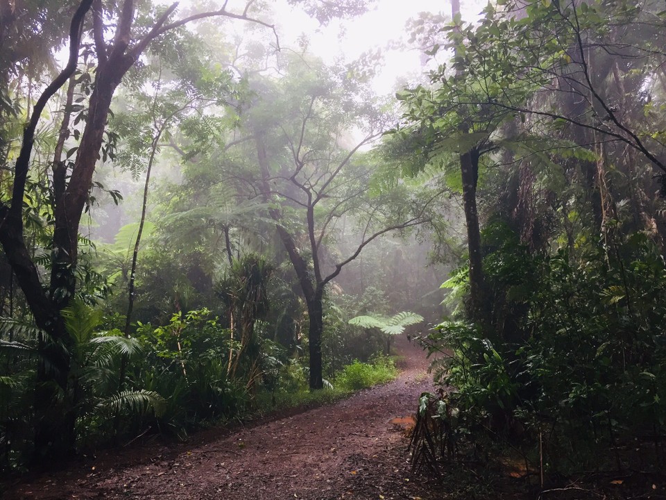 Australien - Cape Tribulation - 