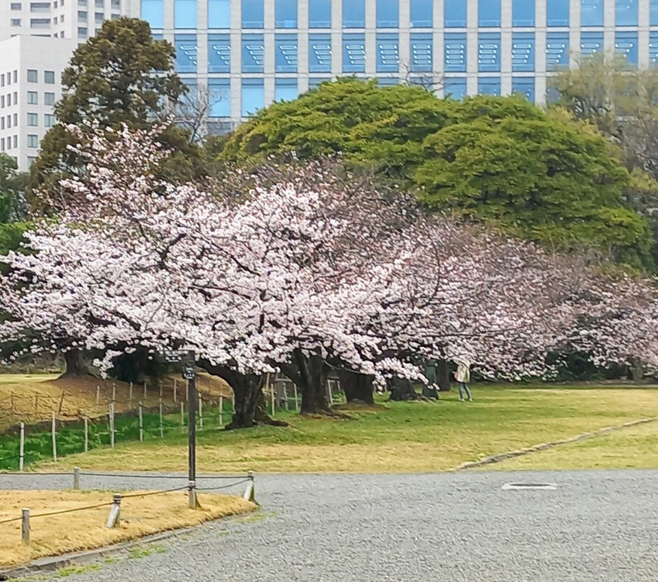 Japan - Bezirke Tokios - Überall Kirschblüten, schön anzusehen.