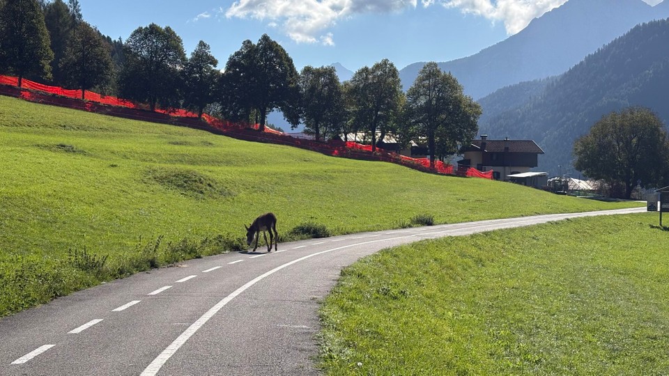 Italien - Belluno - Was macht denn der Esel auf dem Fahrradweg?