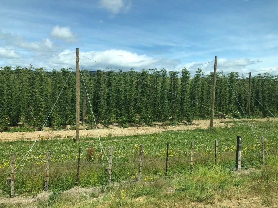 Neuseeland - Motueka - Richtung Motueka hat es allerlei Obst- und Gemüseplantagen sowie riesige Hopfenkulturen. 