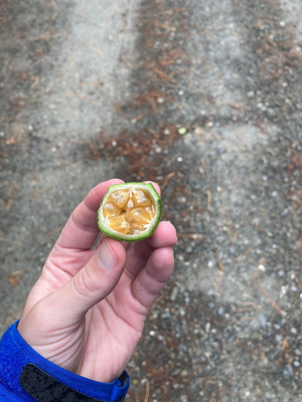 Neuseeland - Tokomaru Bay - … Und die Frucht dazu, war echt lecker! 🤤 nur viel zu klein
