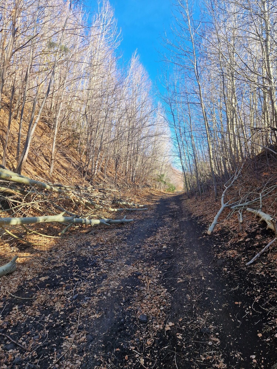 Italien - Zafferana Etnea - 