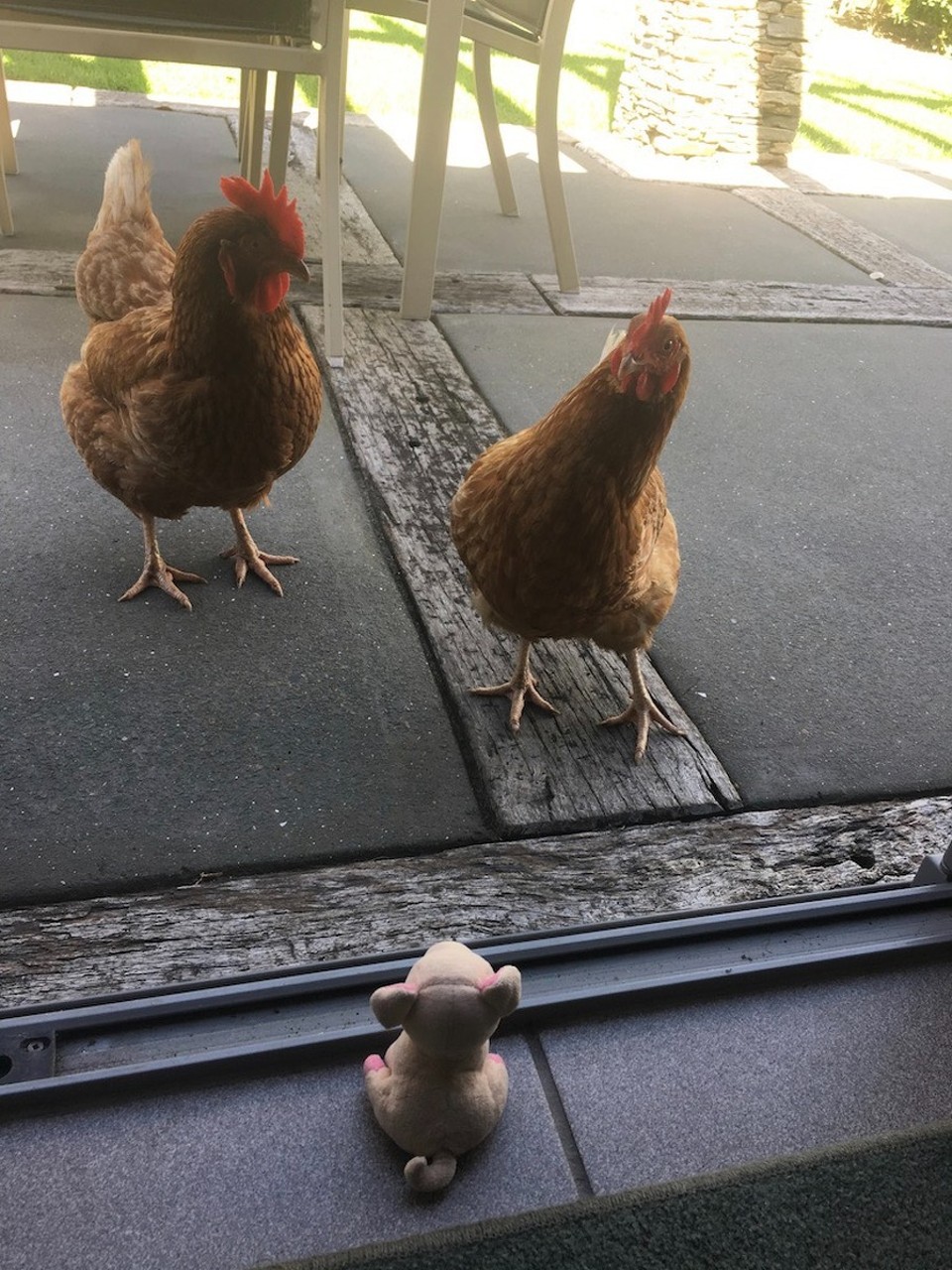 Neuseeland - Waipu - Und wie heisst du?