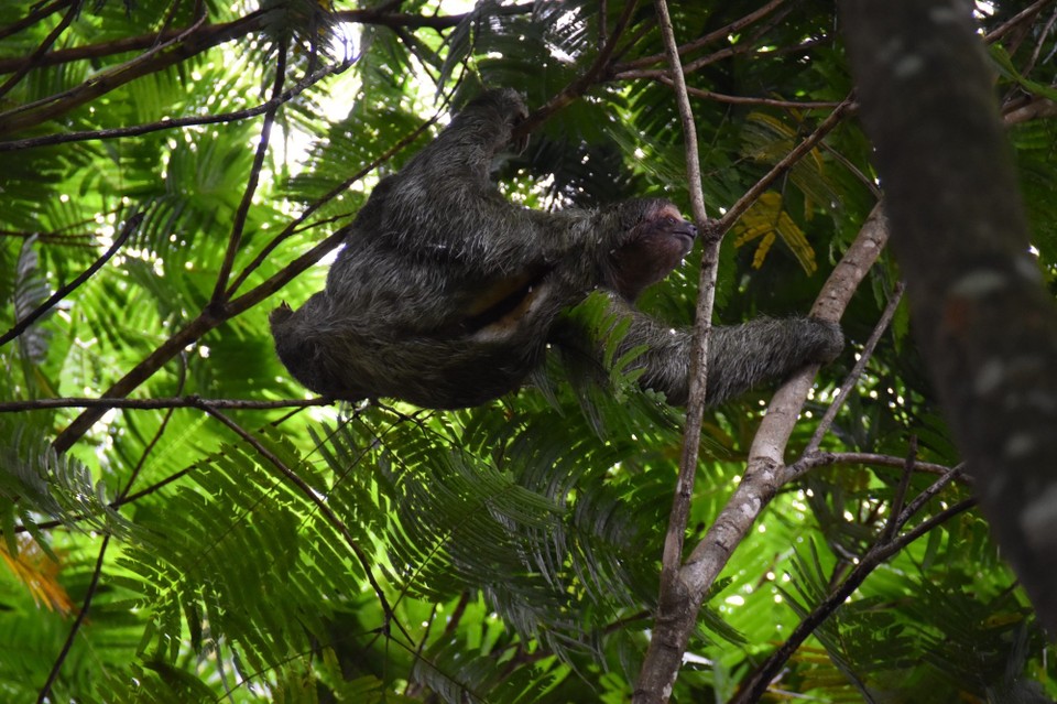 Costa Rica - Tilarán - So viele, und so aktiv.