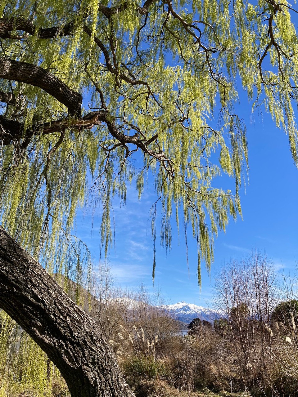 Neuseeland - Wanaka - 