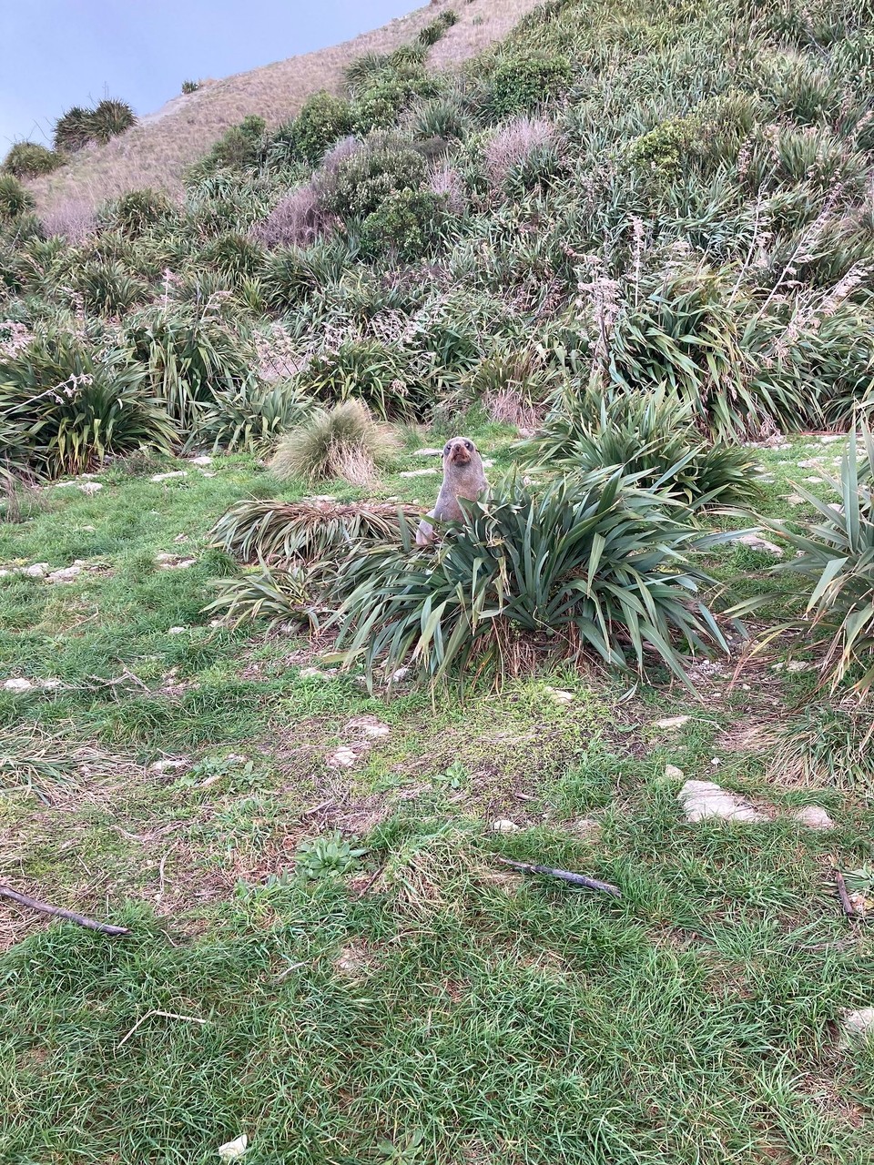 Neuseeland - Kaikōura - Was kuckst du?!🤪