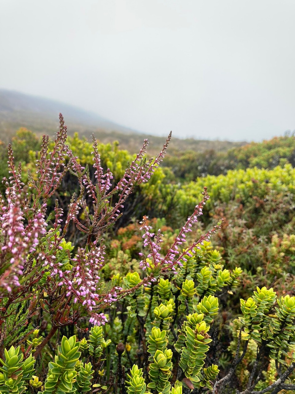 Neuseeland - Tongariro National Park - 