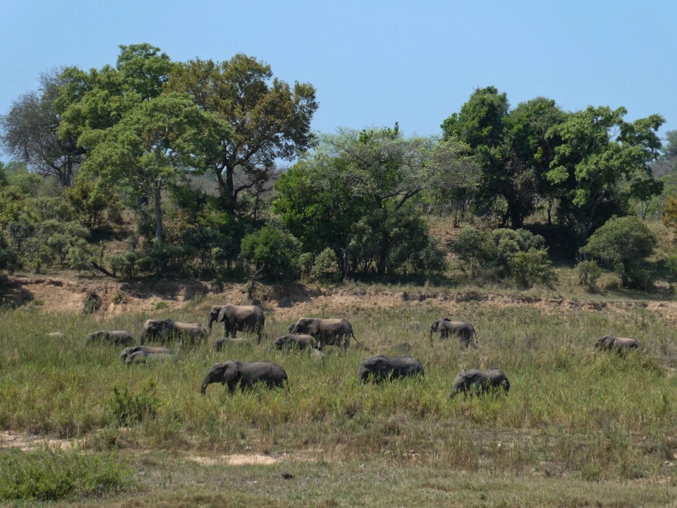 Südafrika - Kruger-Nationalpark - 