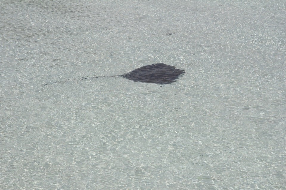 -  - Sensationellen Unterwasserwelt