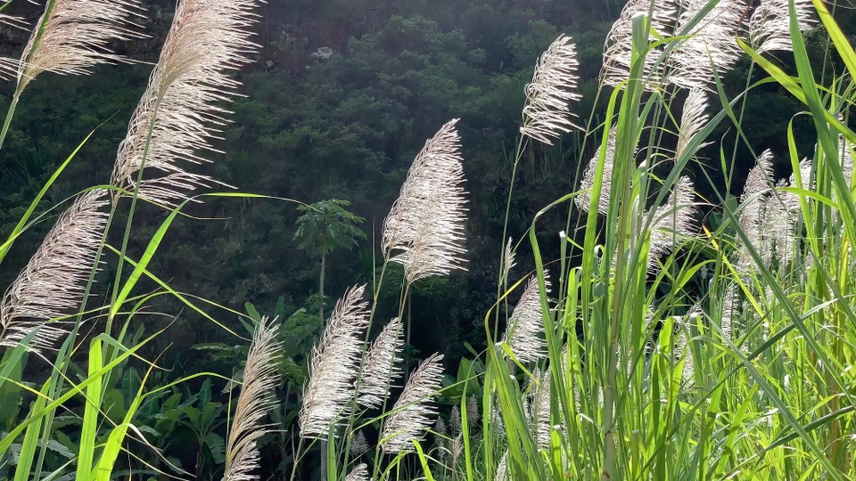 Cap-Vert -  - 