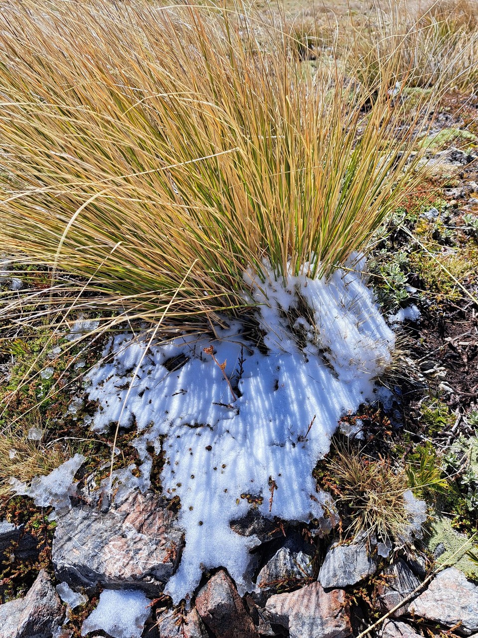 Neuseeland - Harihari - Restschnee von gestern 