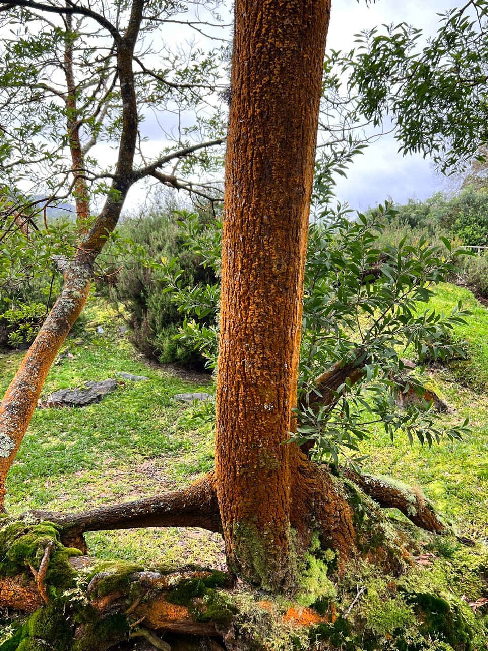 Portugal - Ponta Delgada - Die Baumstämme nehmen die Farbe aus der schwefel- und eisenhaltigen Luft an