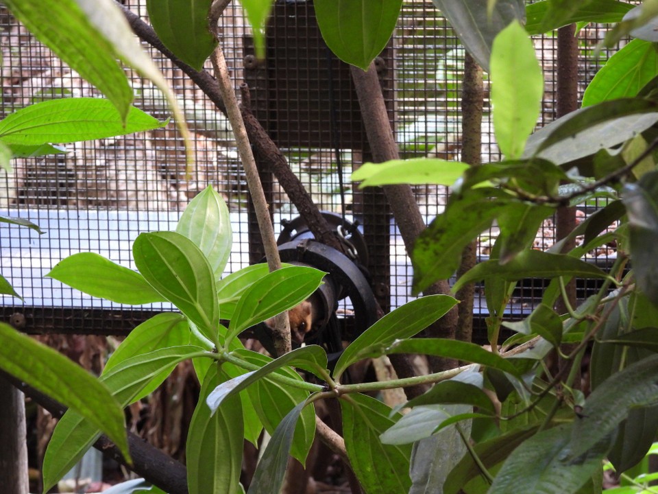 Schweiz - Zürich - Ein, nein sogar zwei winzig kleine, schnelle, scheue Goodman-Mausmakis