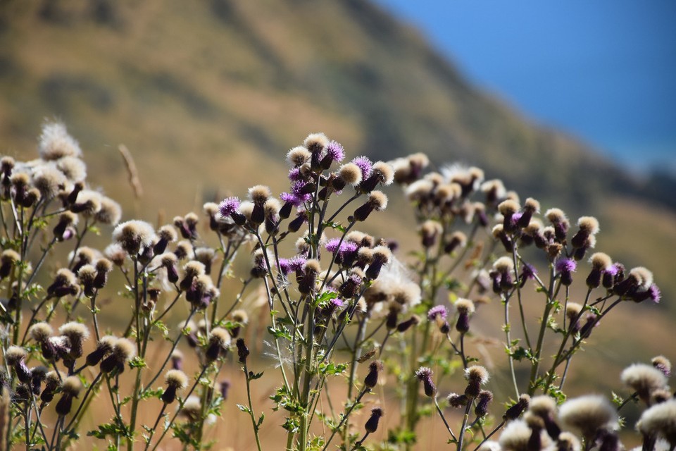 Neuseeland - Wanaka - 