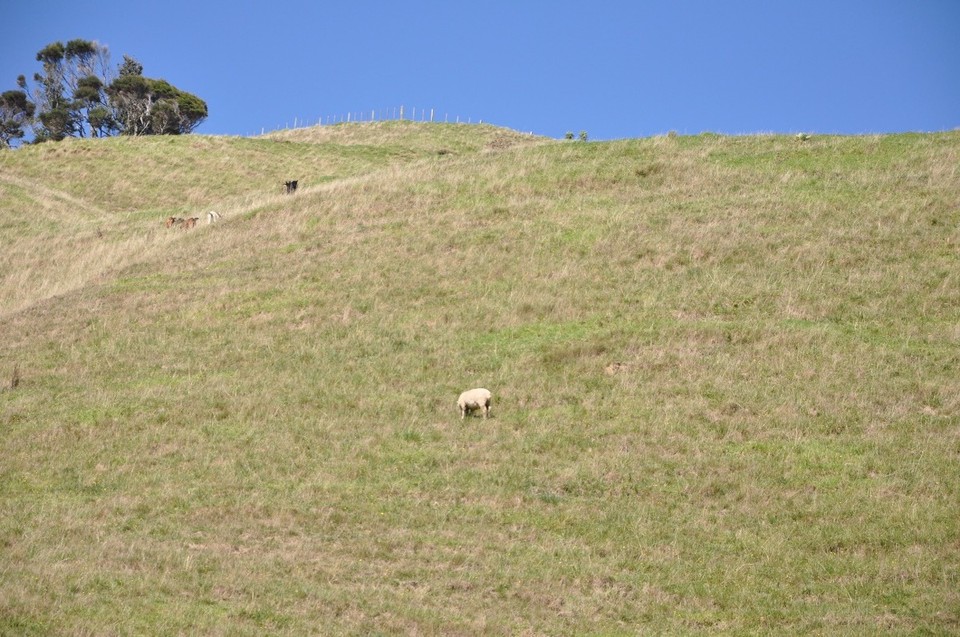 Neuseeland - Waitomo-Distrikt - Wo ist das Schaf?