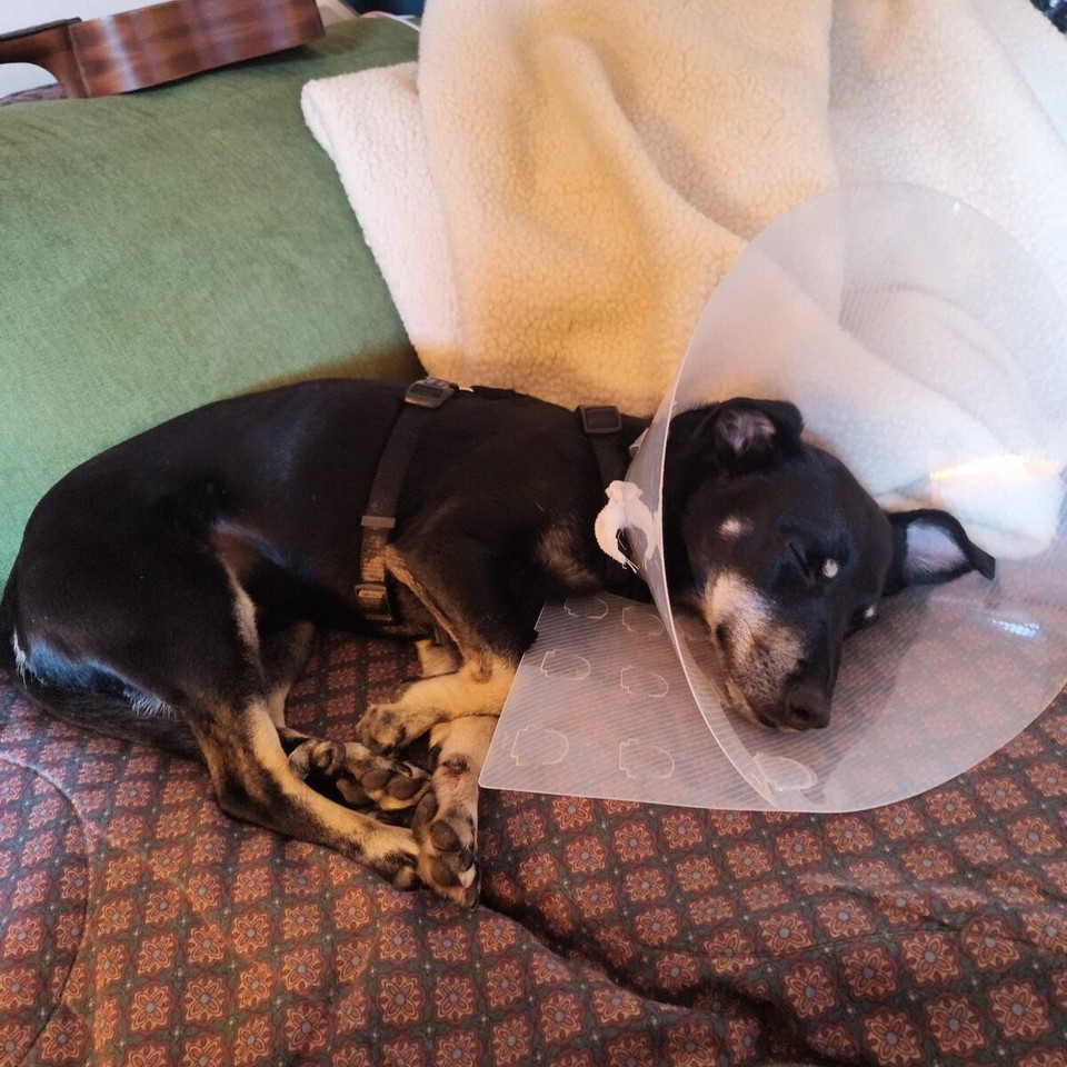 Spanien - Vilademuls - 