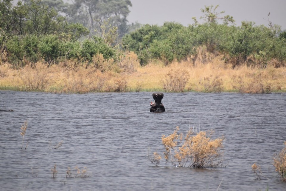Botsuana -  - Hippos tauchten plötzlich auf wo vorher keine waren.