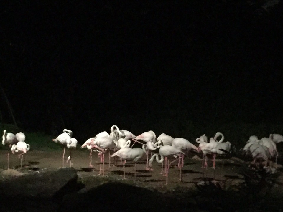 Singapur - Macpherson - 